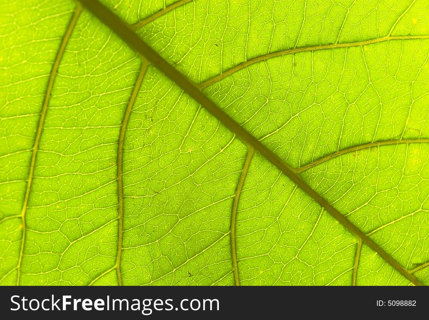 Macro image of a leaf in back light. Macro image of a leaf in back light