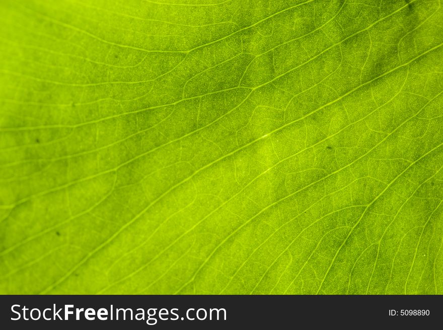 Macro image of a leaf in back light. Macro image of a leaf in back light.