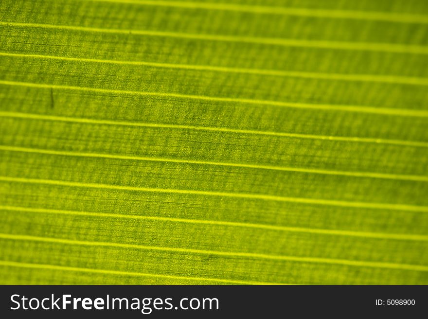 Macro image of a leaf in back light. Horizontal lines. Macro image of a leaf in back light. Horizontal lines.