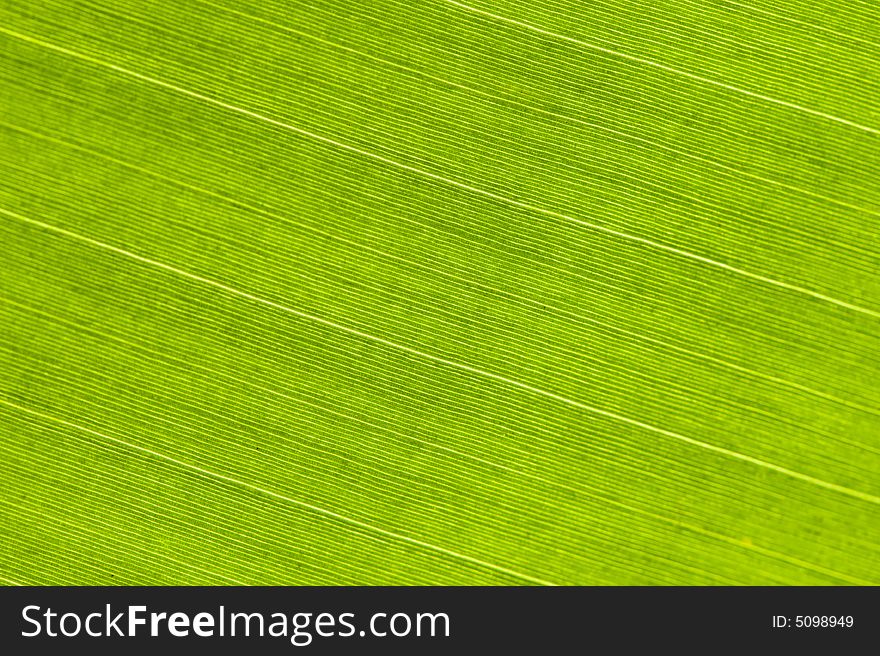 Macro image of a leaf in backlight. Macro image of a leaf in backlight