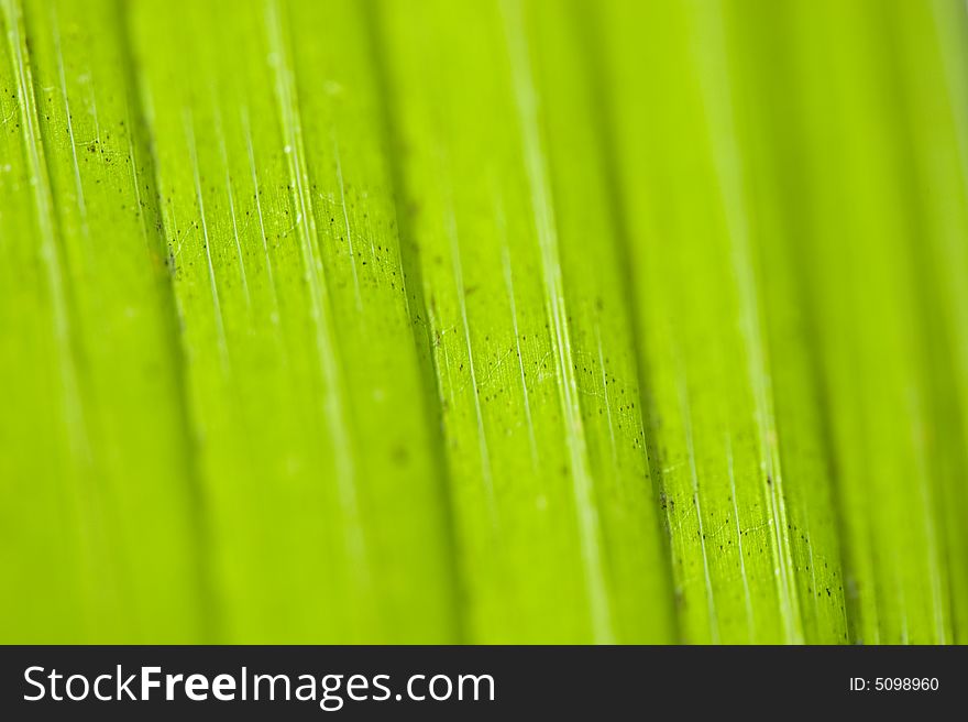 Macro image of a leaf in back light. vertical lines. Macro image of a leaf in back light. vertical lines.