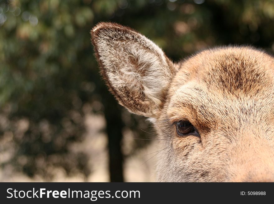 Close up of the eye and ear of a deer with nature background.
