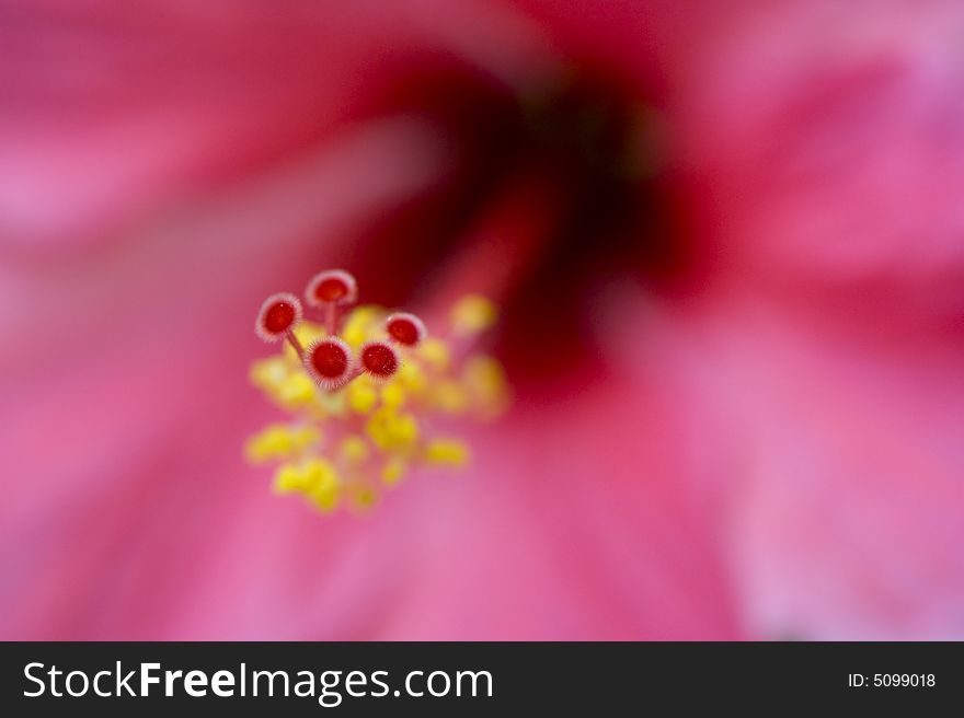 Ultra Close-up Flower