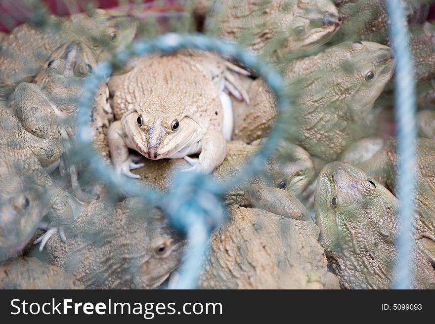 Frogs in a basket waiting to be sold. Frogs in a basket waiting to be sold