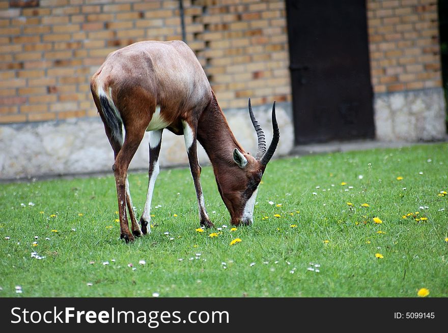 Portrait of antelope eating green grass. Portrait of antelope eating green grass