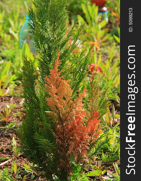 Young conifer tree in spring