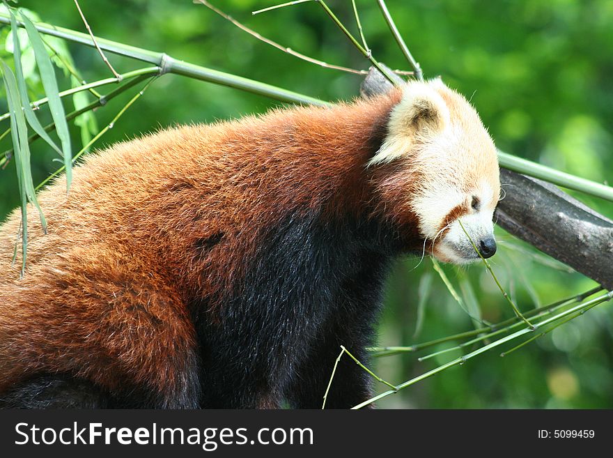 Sweet red panda on a tree