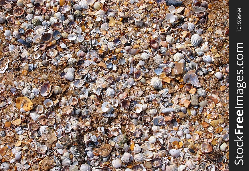 Multi-coloured cockleshells on seacoast in sand. Multi-coloured cockleshells on seacoast in sand