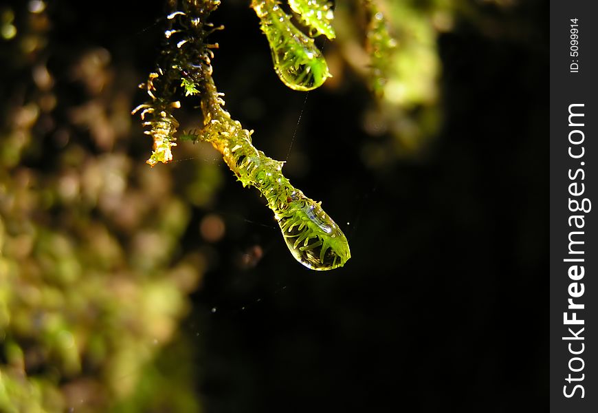 Close up on a moss with water drop