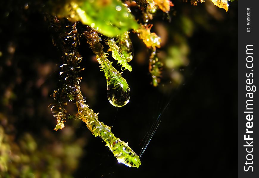 Close up on a moss with water drop