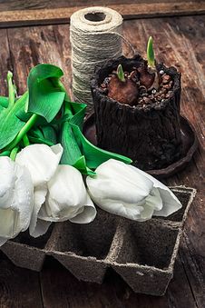 Sprouted Bulbs Tulips Royalty Free Stock Images Sprouted Bulbs Tulips Royalty Free Stock Images