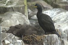 Shag With Babies Royalty Free Stock Images