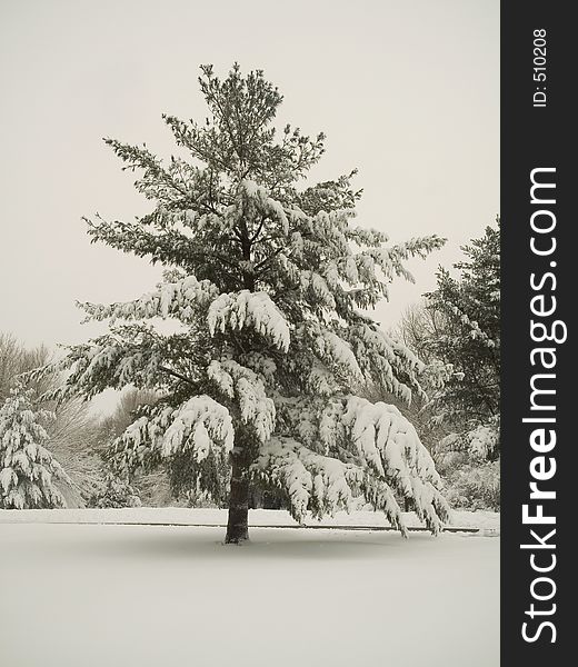 This is a shot of a stately pine covered in fresh fallen snow. This is a shot of a stately pine covered in fresh fallen snow.