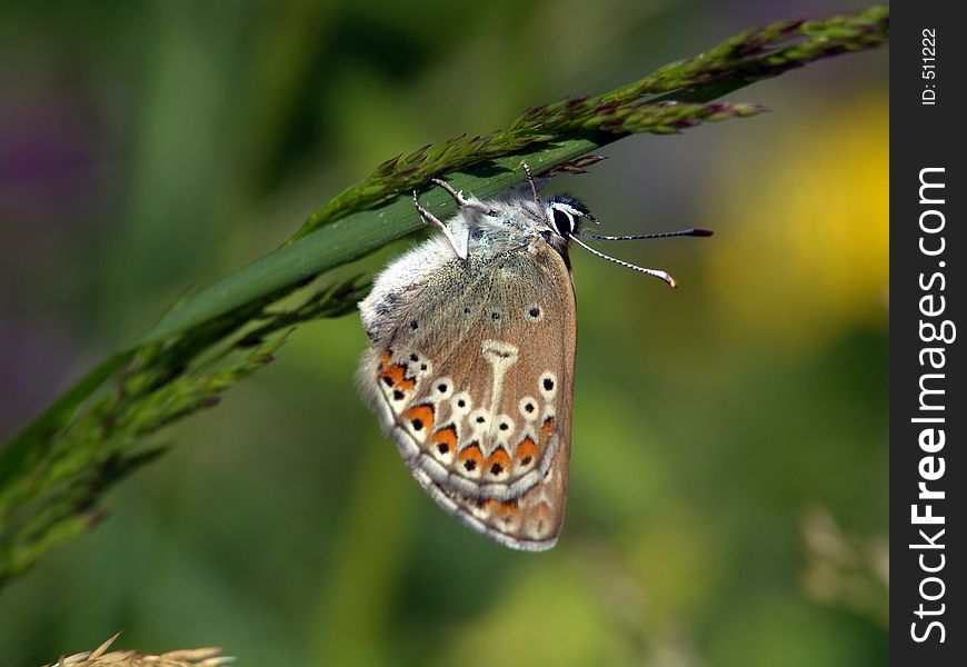 The butterfly of family Lycaenidae on an ear of a grass. Original date/time: 2004:07:07. The butterfly of family Lycaenidae on an ear of a grass. Original date/time: 2004:07:07.