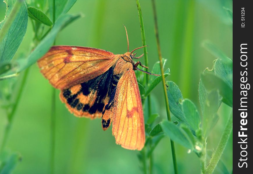 Butterfly Diacrisia Sannio