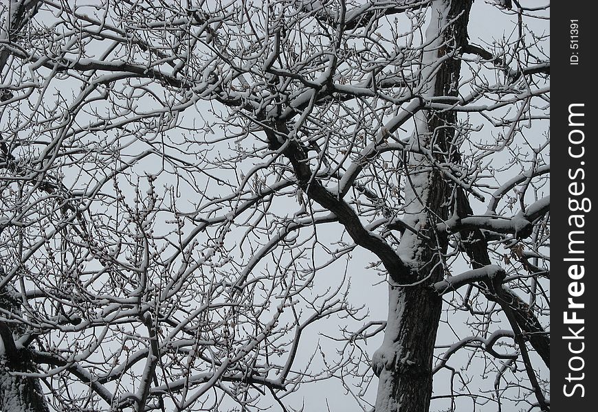 Snow covered tree branches. Snow covered tree branches.