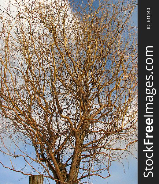 Corkscrew Tree
