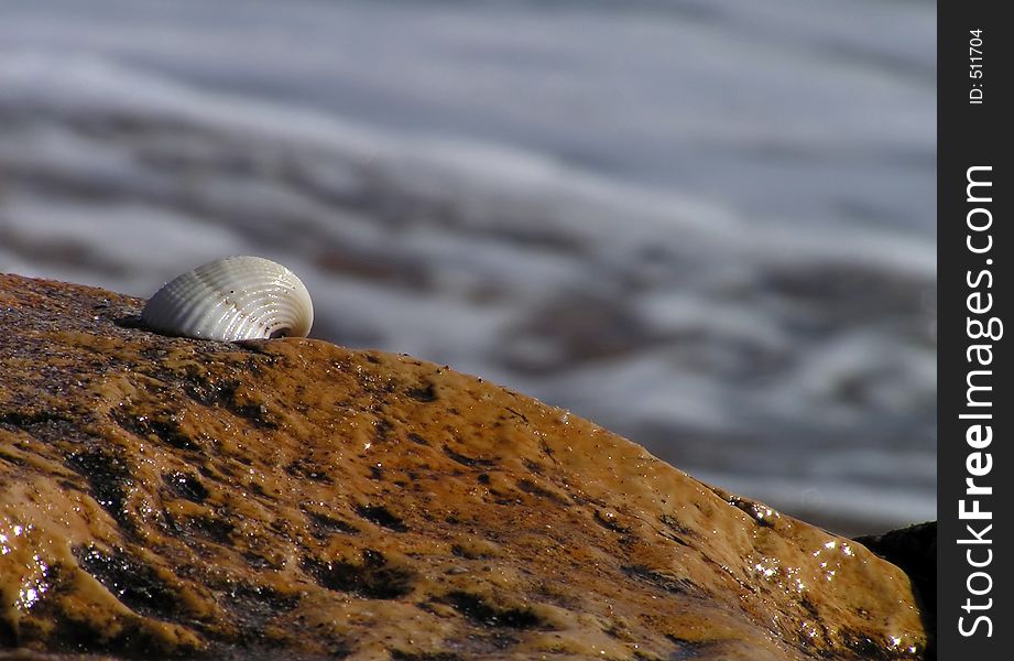 A shell on the stone sea. A shell on the stone sea