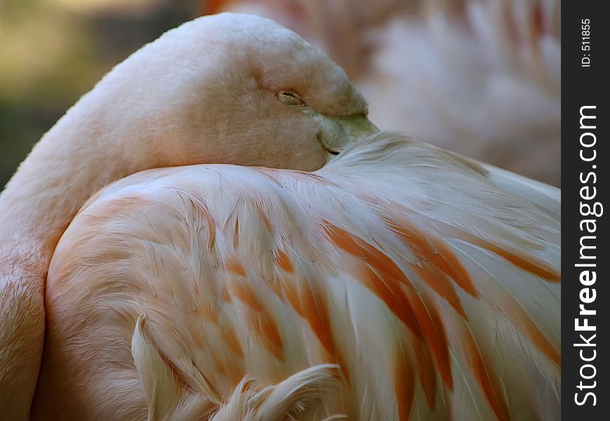 Resting Flamingo