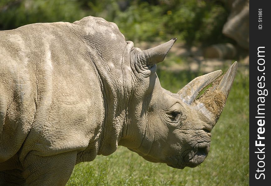 Rhino at a zoo