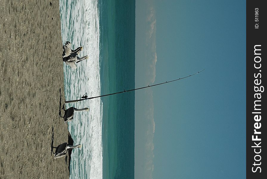 Photogrpahed pelicans by a surf fishing pole in Florida. Photogrpahed pelicans by a surf fishing pole in Florida.