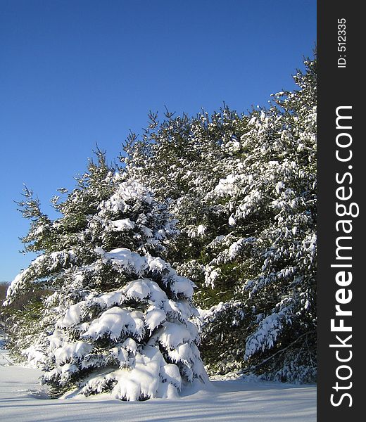 New snow creates a wonderland. New snow creates a wonderland