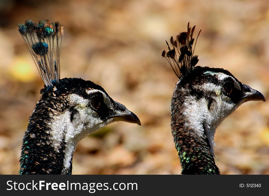 Two peacocks