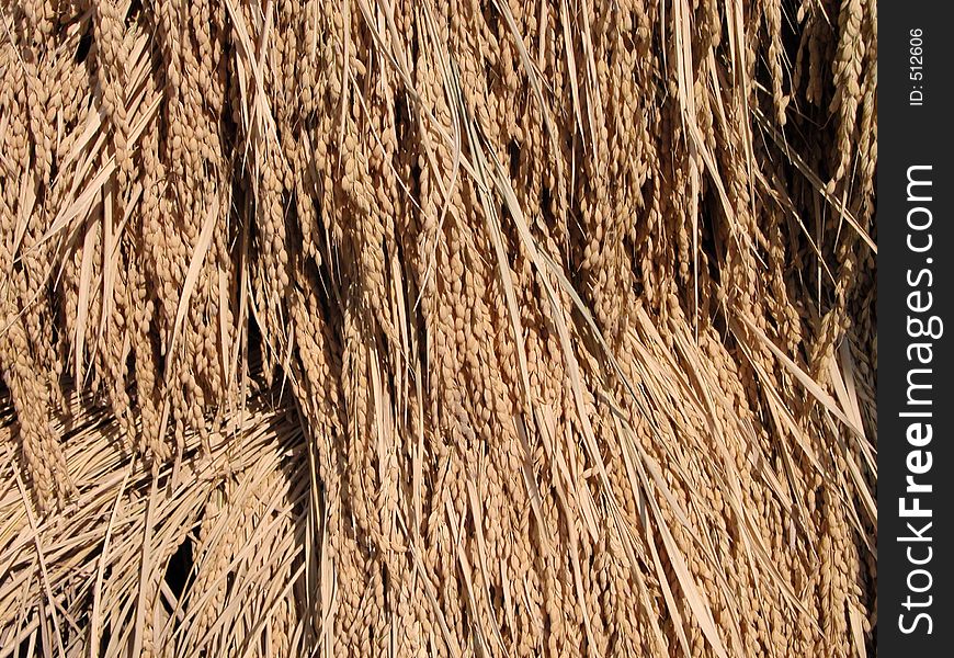 Detail of a rice stack during the drying period. Detail of a rice stack during the drying period.