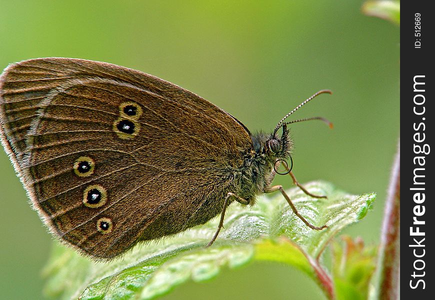 Butterfly Aphantopus Hyperantus.