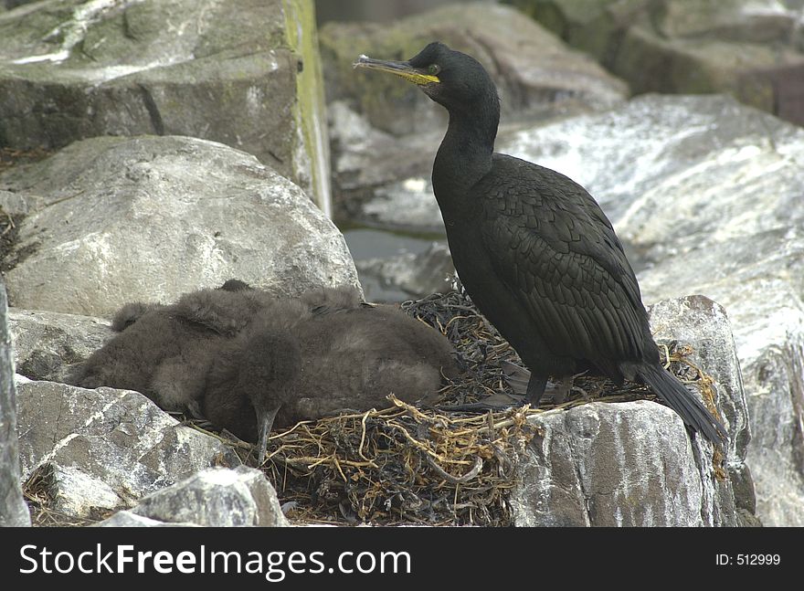 Shag with Babies