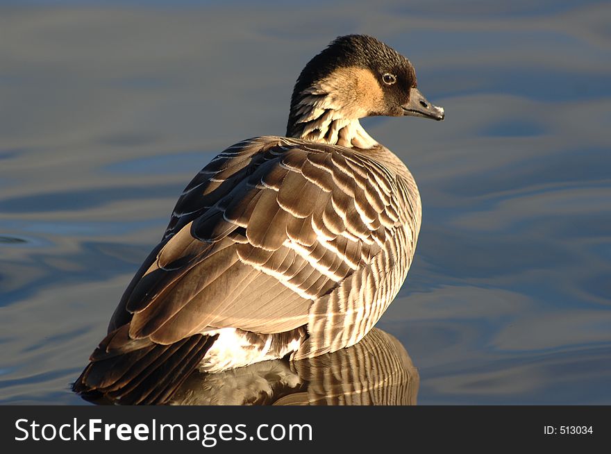 Hawaiinan Goose