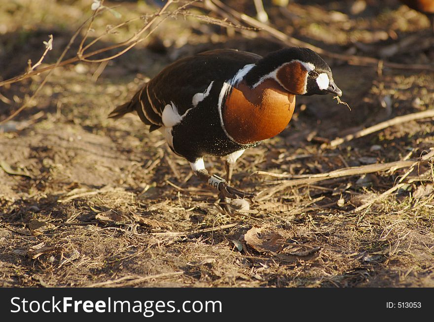 Red Breasted Goose Running