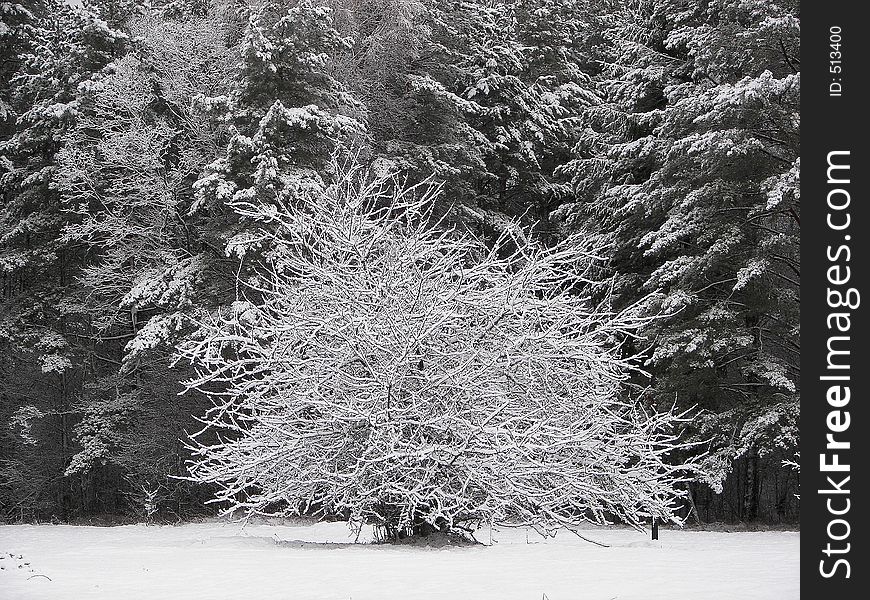 White tree. White tree