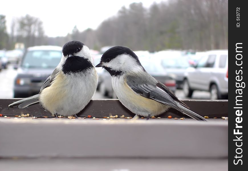 Two chickadees in front parking. Two chickadees in front parking