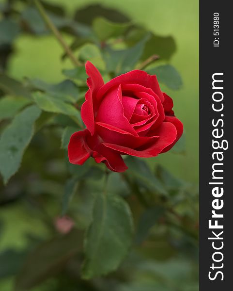 Fresh scarlet rose