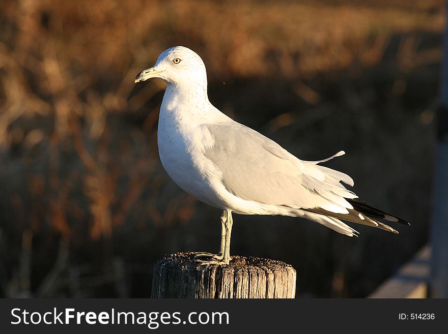 Classic Sea Gull