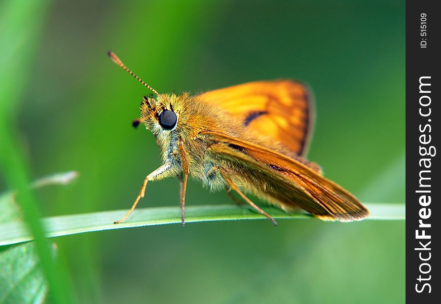 Butterfly Ochlodes Venatus.
