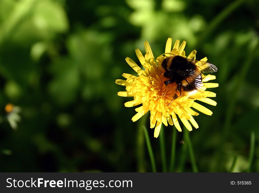 Bumblebee on a dandelion