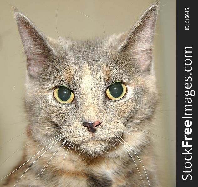 This is a head shot of a dilute calico