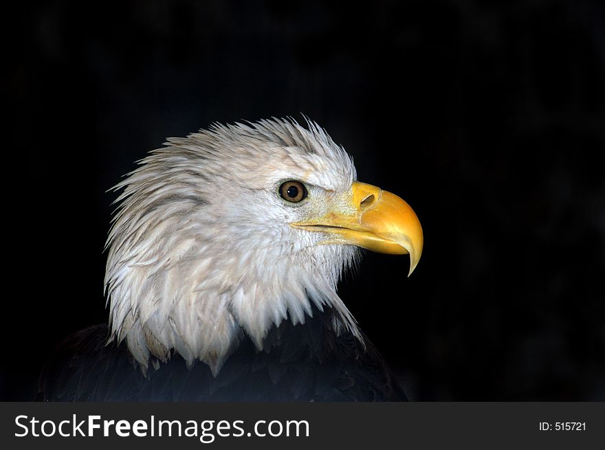 Bald Eagle in profile with black background