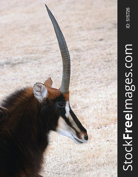 Sable antelope in profile with grass backgroud