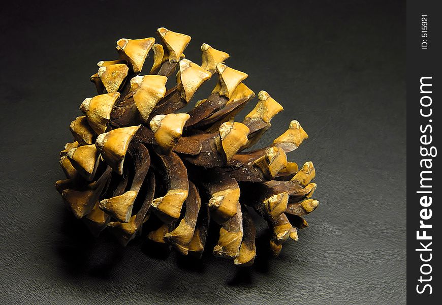 Pine cone against grey background