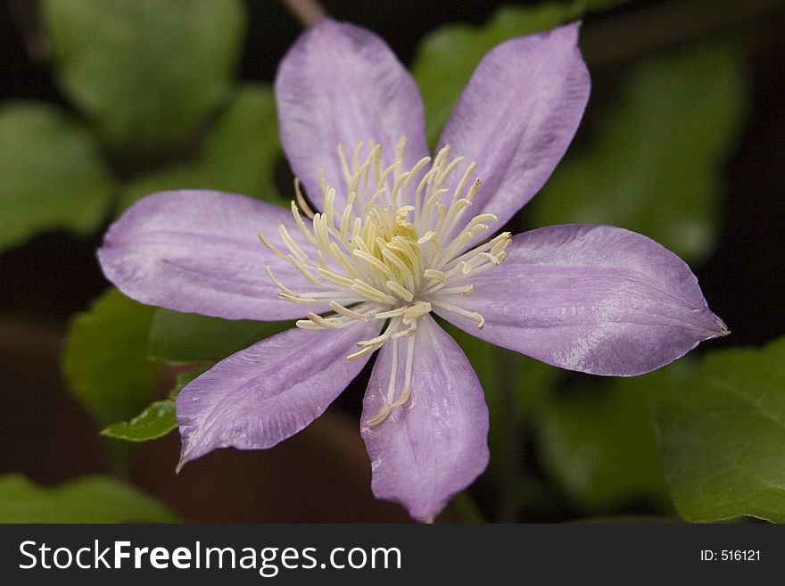 Purple Flower Detail