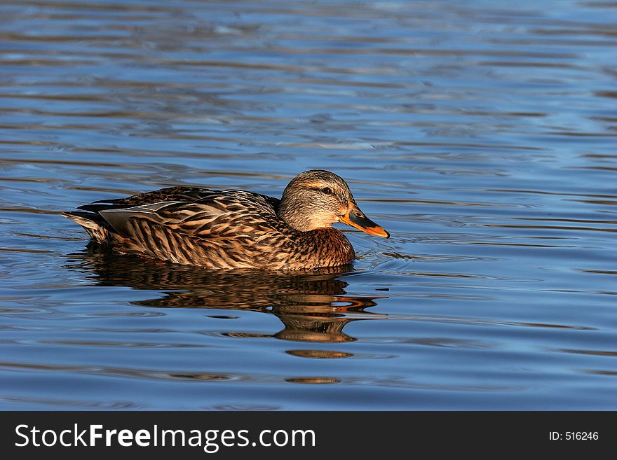 Mallard in afternoon sun