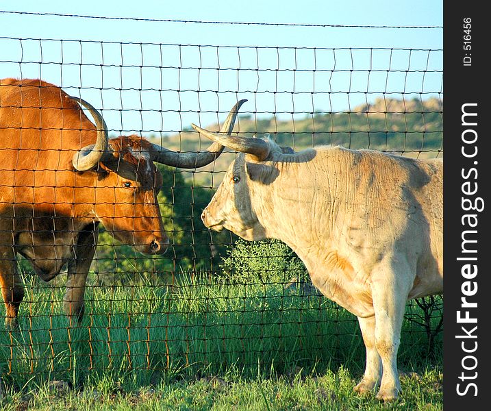 Two longhorns are seperated by fencing. Two longhorns are seperated by fencing