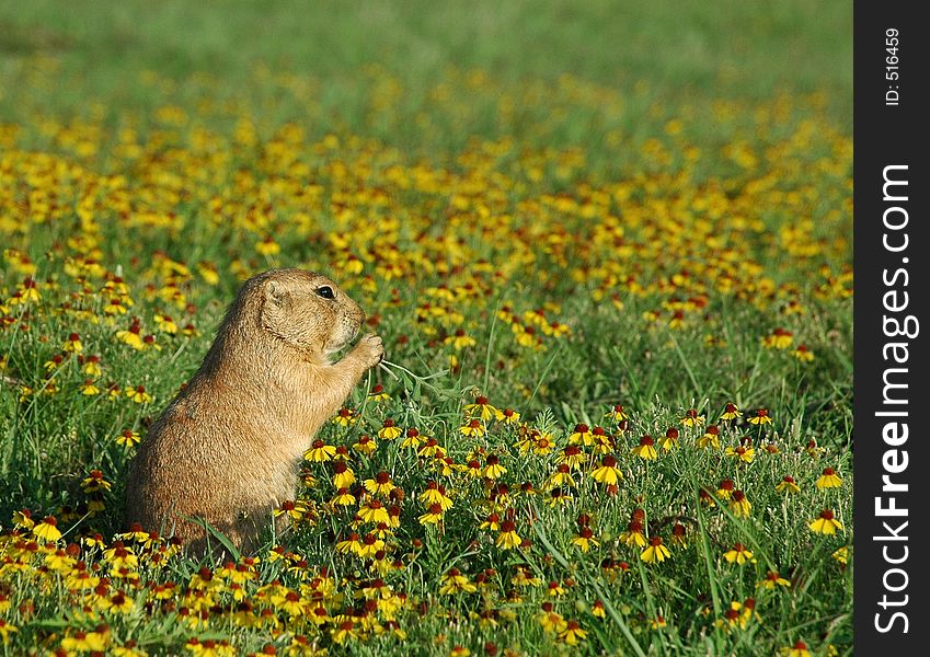 A prairie dog stands in a patch of flowers. A prairie dog stands in a patch of flowers
