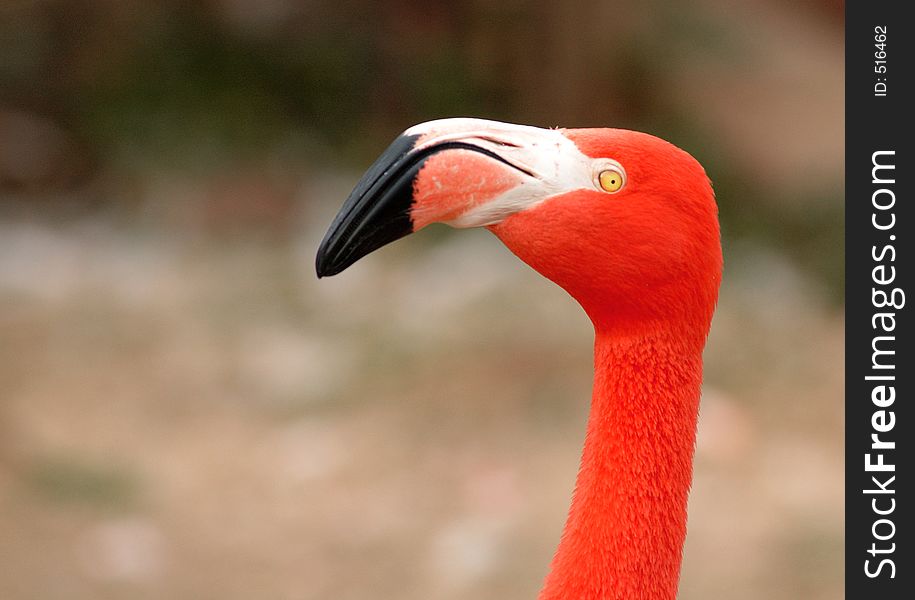 A flamingo in profile