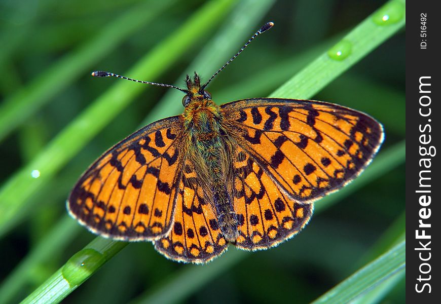 Butterfly Boloria Euphrosyne.
