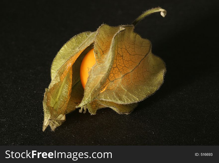 Physalis In A Graceful Mood