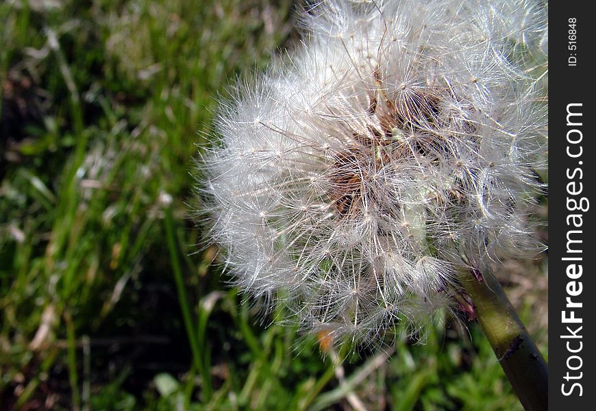 Dandelion and grass